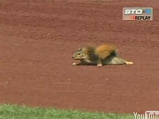 Squirrel Disrupts Baseball Game