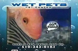 Wet Pets!