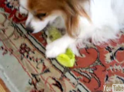 Dog Loves Lettuce