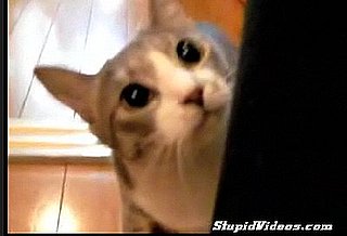 Dramatic Cat Video!