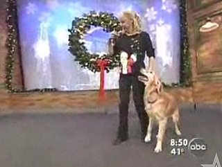 Cute Alert: Dancing With the Dogs!
