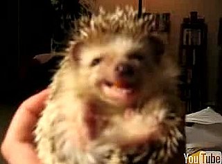 Cute Alert: Baby Hedgehog Eating a Carrot