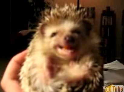 Cute Alert: Baby Hedgehog Eating a Carrot