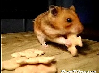 Hammie Time!