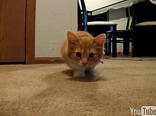 Happy Caturday!
