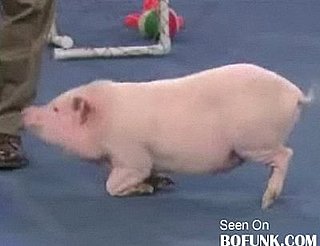 Cute Alert: Porcine Einstein