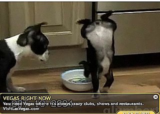 Little Dog Gets Excited While Eating