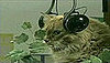 Military PSA Animal Video