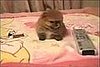 Tiny Japanese Dog