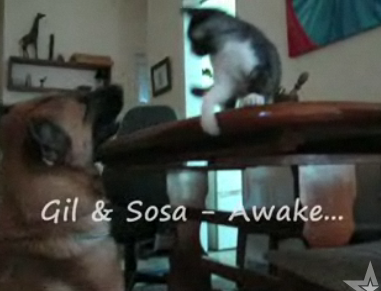 Kitten Vs. Dog