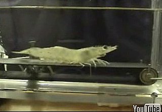 Cute Alert: Shrimp on a Treadmill (Now With Music!)