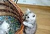 Cute Alert: Kitten vs. Basket