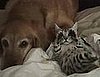 Kung Fu Kitteh