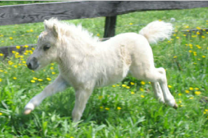 Cute Alert: Tiny Horse Runs Like the Wind
