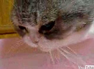Happy Caturday!