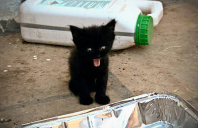 Animals With Their Tongues Out! Animals With Their Tongues Out!