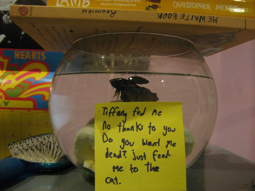 This Fish Is Pissed