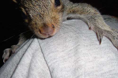 UC Davis Scientists Try Squirrel Birth Control Out to Prevent Overpopulation