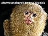 Marmoset There'll Be Days Like This