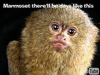 Marmoset There'll Be Days Like This