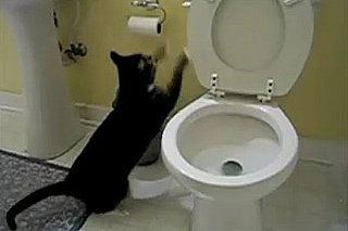 Cat Flushing the Toilet Song