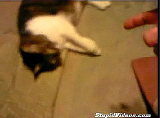 Cute Alert: Kitty Plays Dead