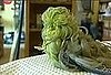 Cute Alert: Wavy-Haired Parakeet Named Whipper