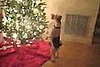Fox Terrier Tiptoes Around a Christmas Tree