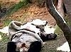 Panda Takes a Nap