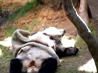Panda Takes a Nap