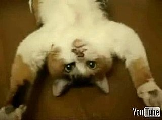 Happy Caturday!