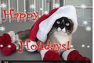 Cat Forced to Wear Santa Booties