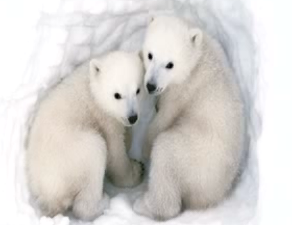 Can We Trust the Polar Bear?