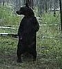 Back Scratching Bear