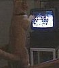 Shadow Boxing Cat