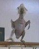 Oscar the Featherless Dancing Cockatoo
