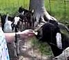 Talking Goat Won't Shut Up