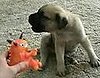 Cute Alert! Pup and Squish Toy Make Some Noise