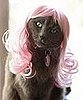 Kitty Wigs!