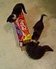 Kitty Play With Coke Box