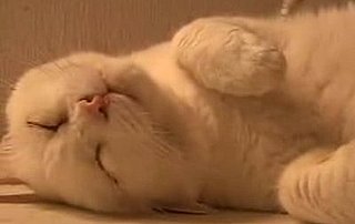 Kitty Sleeps and Plays the Piano