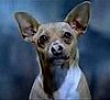 Viva Chihuahuas!
