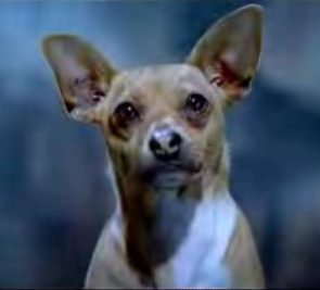 Viva Chihuahuas!