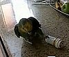 Parrot Versus Medicine Bottle