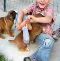 Socks, Shoes, and Puppy Love