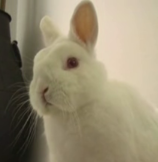 Bunny Stare Down