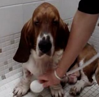 Basset Hound Gets a Bath
