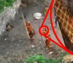Digitally Enhanced Photo of Orange Tribe People Digitally Enhanced Photo of Orange Tribe People