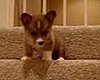 Scared Puppy Climbs Downstairs