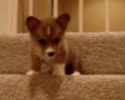 Scared Puppy Climbs Downstairs
